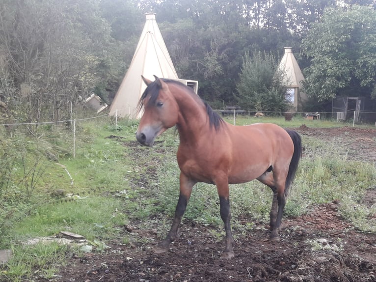 Other Breeds Mix Stallion Foal (04/2025) 14,2 hh Brown in Tasnovice