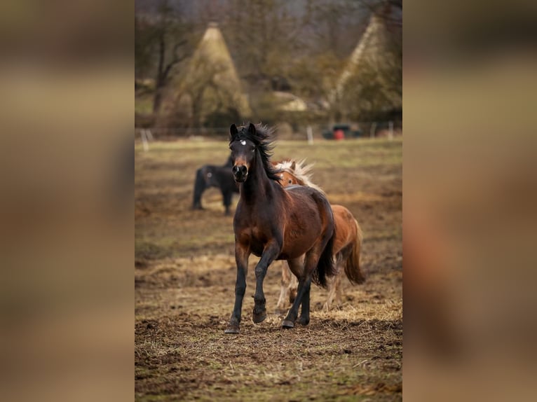 Other Breeds Mix Stallion Foal (04/2025) 14,2 hh Brown in Tasnovice