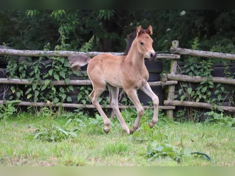 Other Breeds Mix Stallion Foal (04/2025) 14,2 hh Brown in Tasnovice