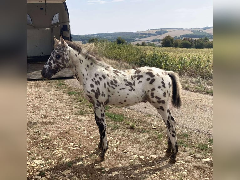 Other Breeds Stallion Foal (01/2025) 14,2 hh Leopard-Piebald in Montagny-l&#xE8;s-Buxy