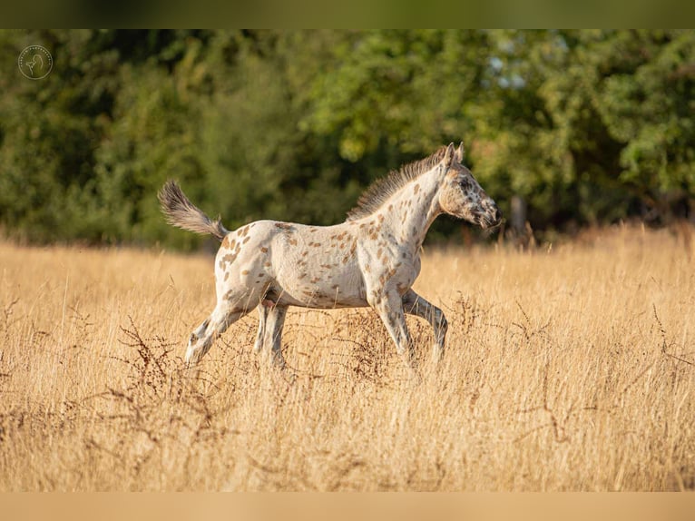 Other Breeds Stallion Foal (01/2025) 14,2 hh Leopard-Piebald in Montagny-l&#xE8;s-Buxy