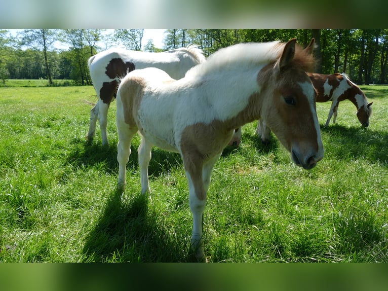 Other Breeds Stallion  14,2 hh Pinto in Lathen