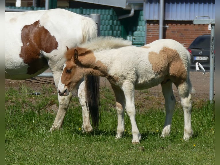 Other Breeds Stallion  14,2 hh Pinto in Lathen