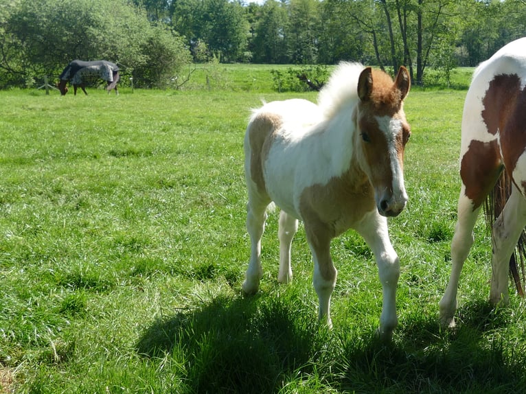 Other Breeds Stallion  14,2 hh Pinto in Lathen