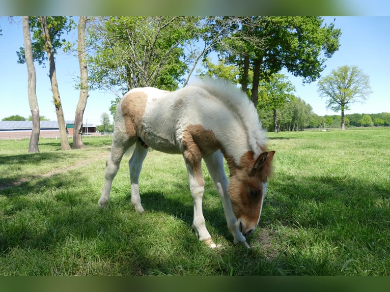Other Breeds Stallion  14,2 hh Pinto in Lathen