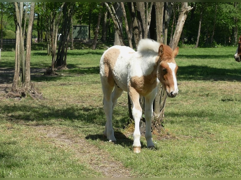 Other Breeds Stallion  14,2 hh Pinto in Lathen
