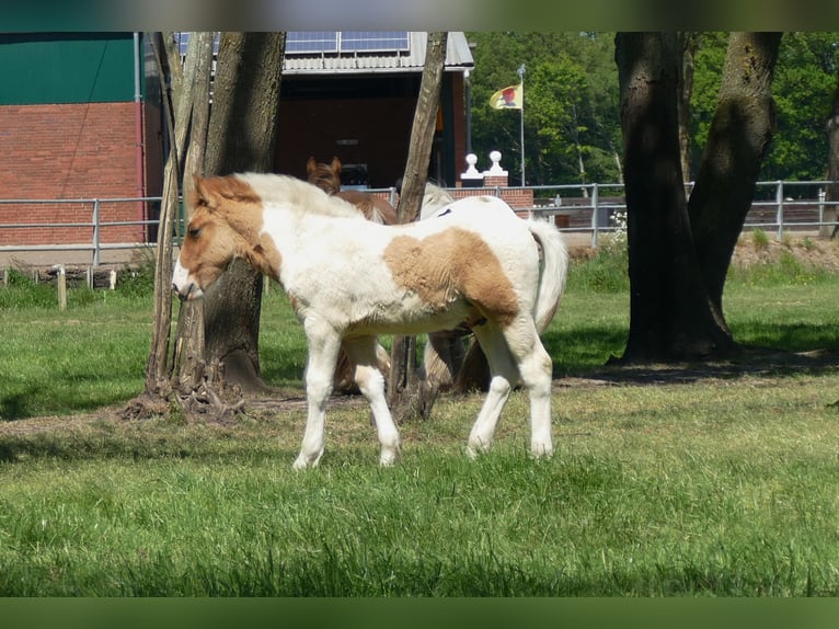 Other Breeds Stallion  14,2 hh Pinto in Lathen