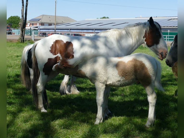 Other Breeds Stallion  14,2 hh Pinto in Lathen