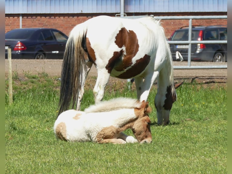 Other Breeds Stallion  14,2 hh Pinto in Lathen