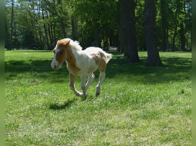 Other Breeds Stallion  14,2 hh Pinto in Lathen
