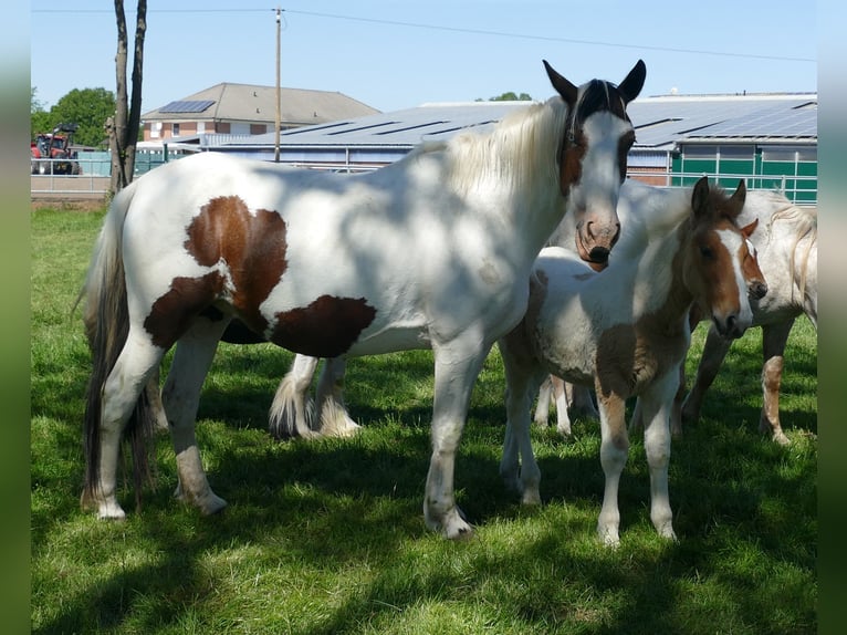 Other Breeds Stallion  14,2 hh Pinto in Lathen