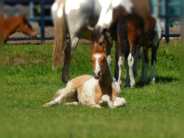 Other Breeds Stallion  14,2 hh Pinto in Lathen