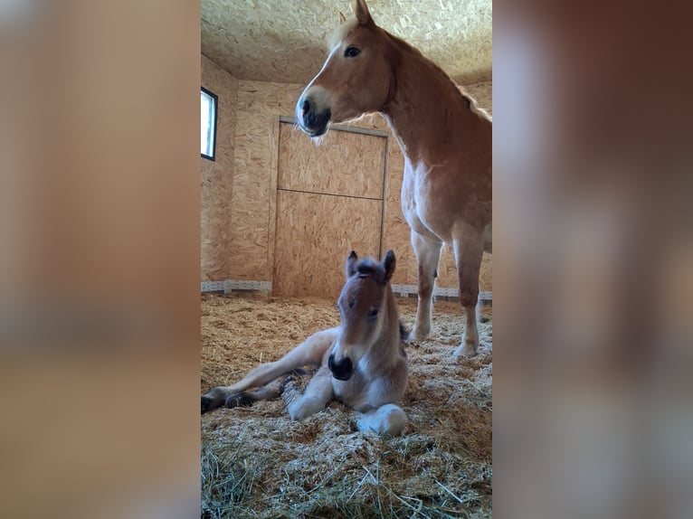 Other Breeds Mix Stallion Foal (03/2026) 15.1 hh Brown in Dorfgastein