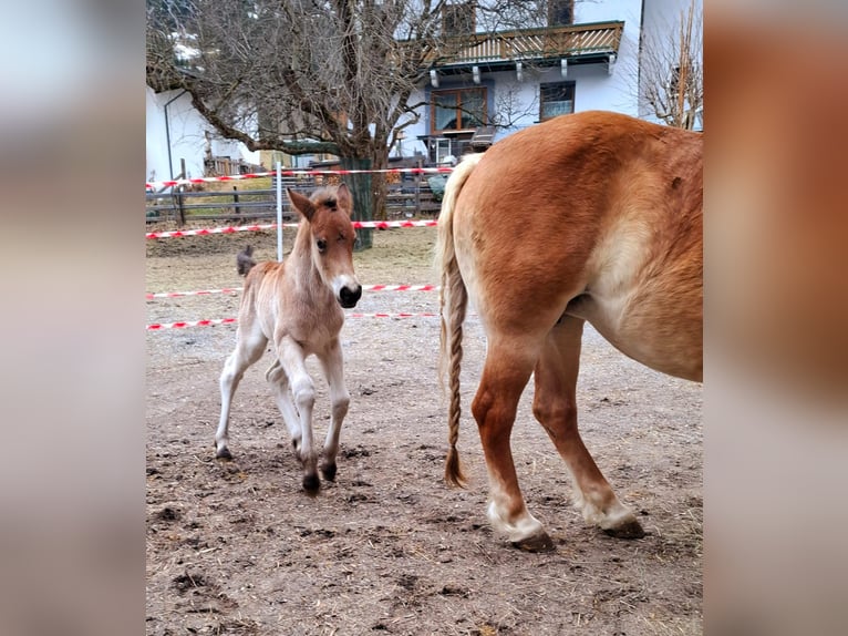 Other Breeds Mix Stallion Foal (03/2026) 15.1 hh Brown in Dorfgastein
