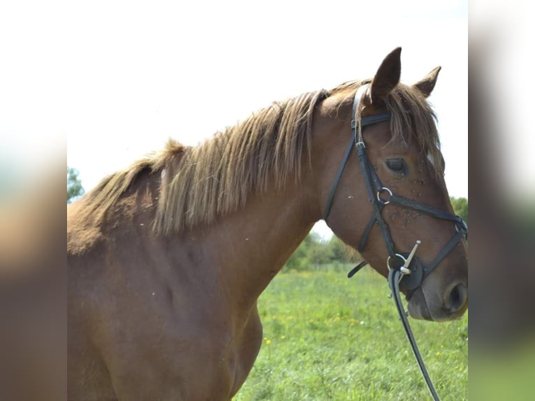 Other Breeds Stallion Foal (03/2024) 15,1 hh Chestnut-Red in Le Pin