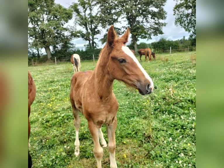 Other Breeds Stallion Foal (03/2024) 15,1 hh Chestnut-Red in Le Pin