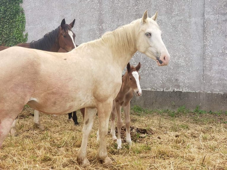 Other Breeds Stallion Foal (03/2024) 15,1 hh Chestnut-Red in Le Pin