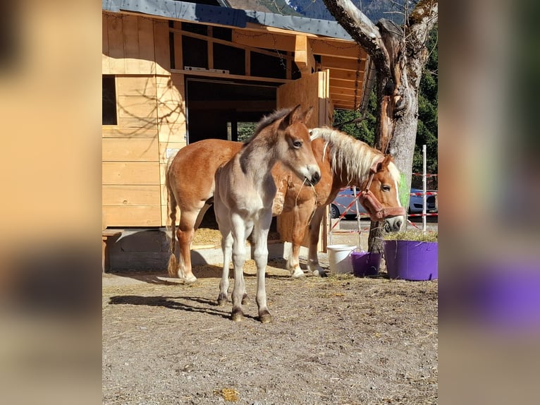 Other Breeds Mix Stallion Foal (03/2026) 15,1 hh Brown in Dorfgastein