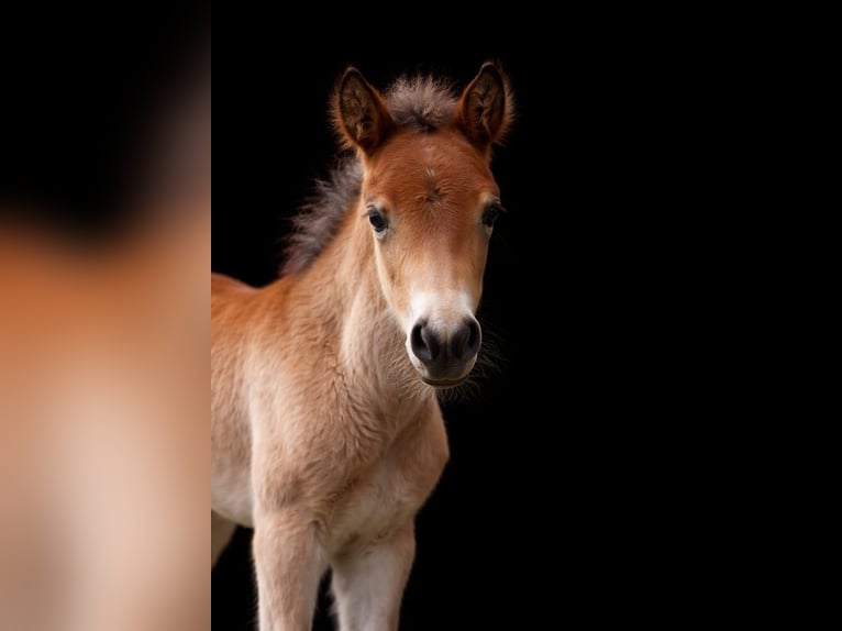 Other Breeds Mix Stallion Foal (03/2026) 15,1 hh Brown in Dorfgastein