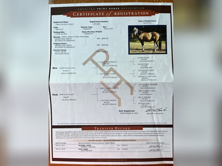 Other Breeds Stallion  15,2 hh Tobiano-all-colors in Zottegem