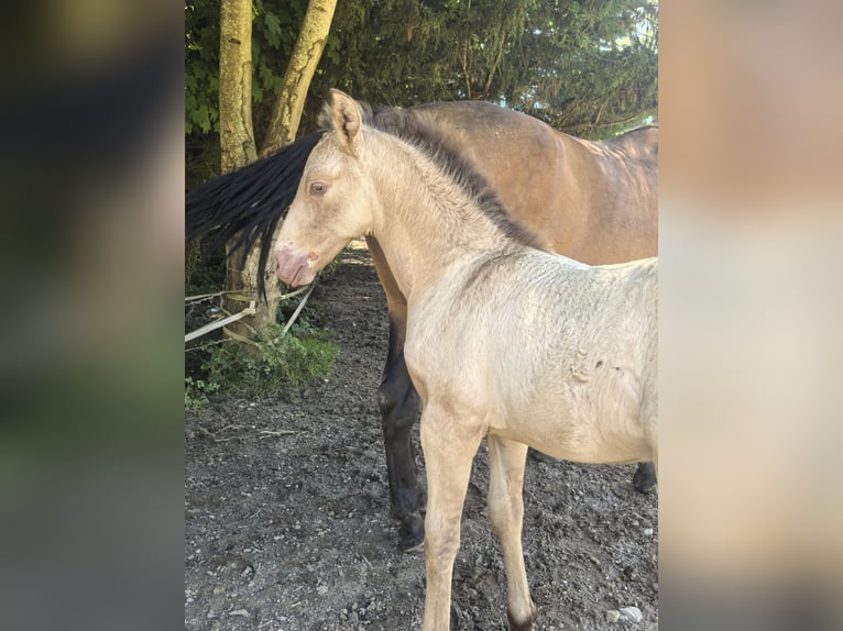 Other Breeds Stallion Foal (05/2026) 16 hh Champagne in Monnetier-Mornex