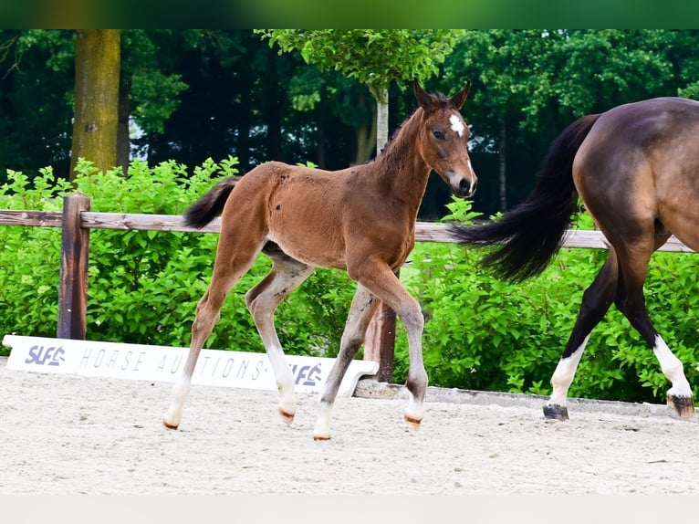 Other Breeds Stallion  Bay-Dark in Bladel