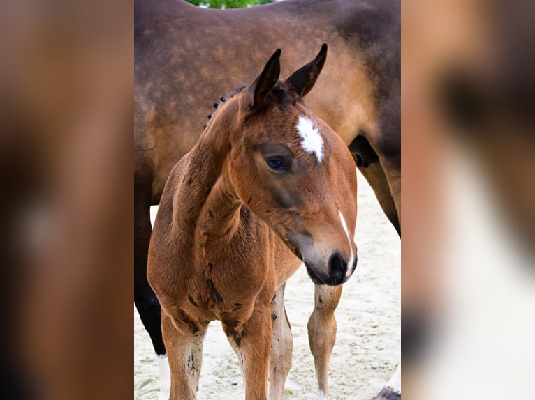 Other Breeds Stallion  Bay-Dark in Bladel