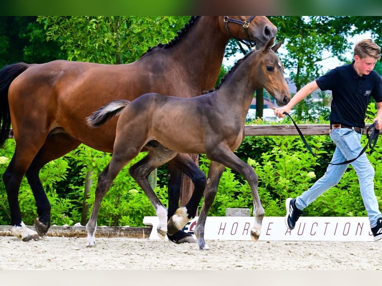 Other Breeds Stallion  Bay-Dark in Bladel