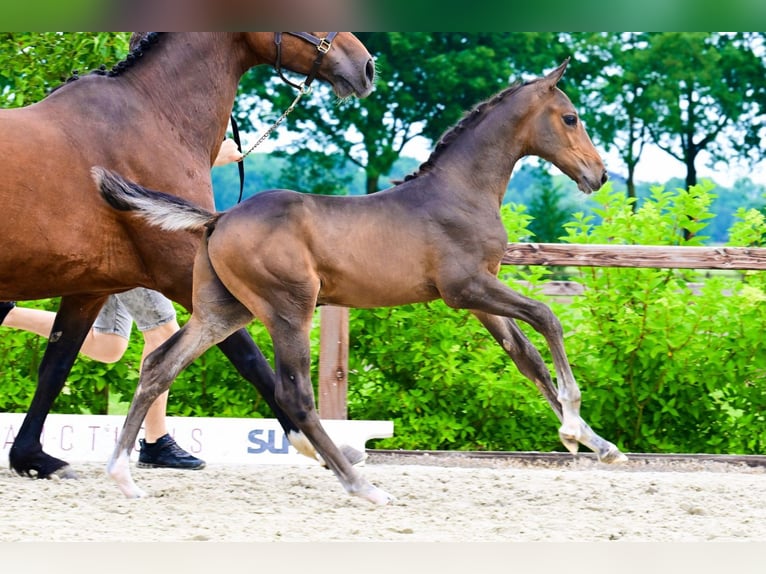 Other Breeds Stallion  Bay-Dark in Bladel