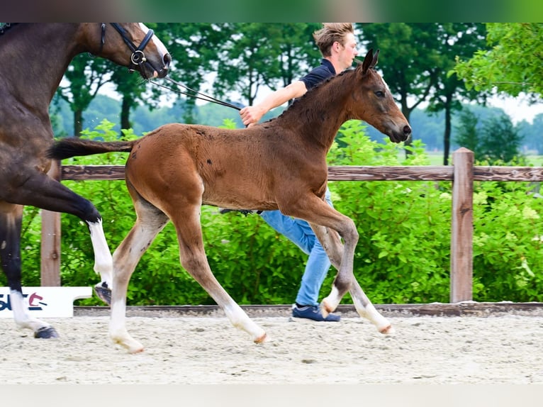 Other Breeds Stallion  Bay-Dark in Bladel
