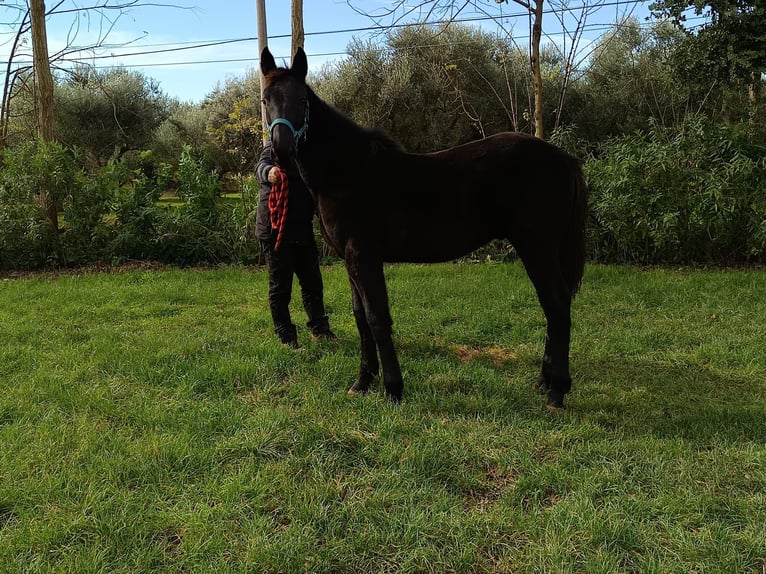 Other Breeds Mix Stallion Foal (03/2025) Bay-Dark in Santa Maria Capua Vetere