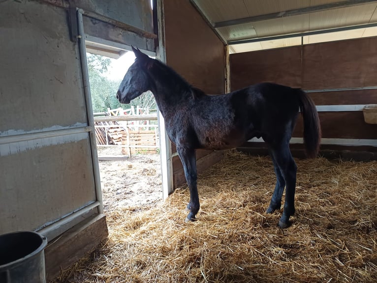 Other Breeds Mix Stallion Foal (03/2025) Bay-Dark in Santa Maria Capua Vetere