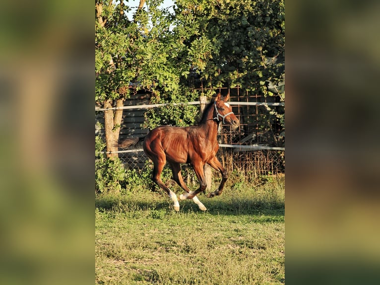 Other Breeds Stallion Foal (05/2025) Bay in ZAGREB