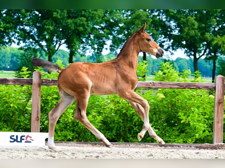 Other Breeds Stallion  Brown in Bladel