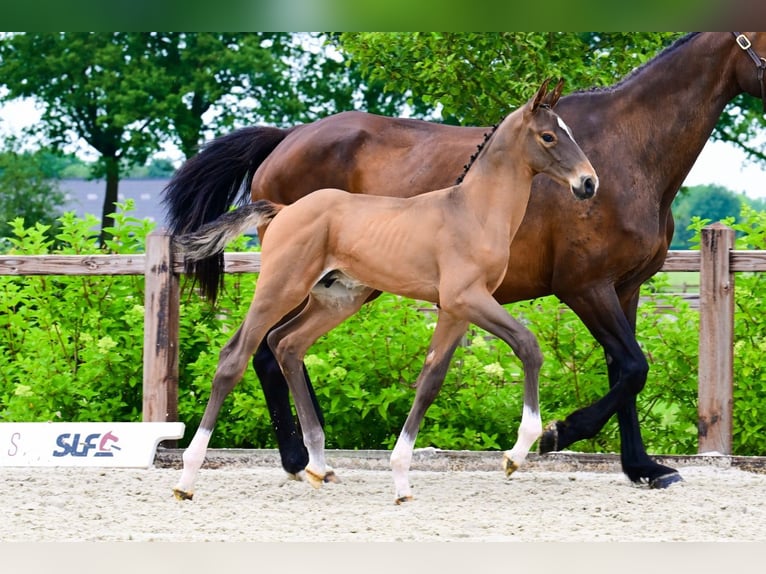 Other Breeds Stallion  Brown in Bladel