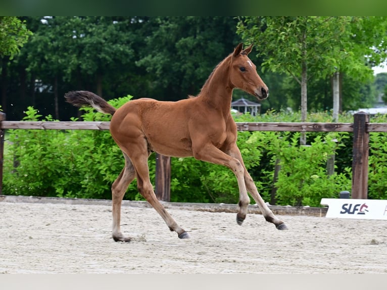 Other Breeds Stallion  Brown in Bladel