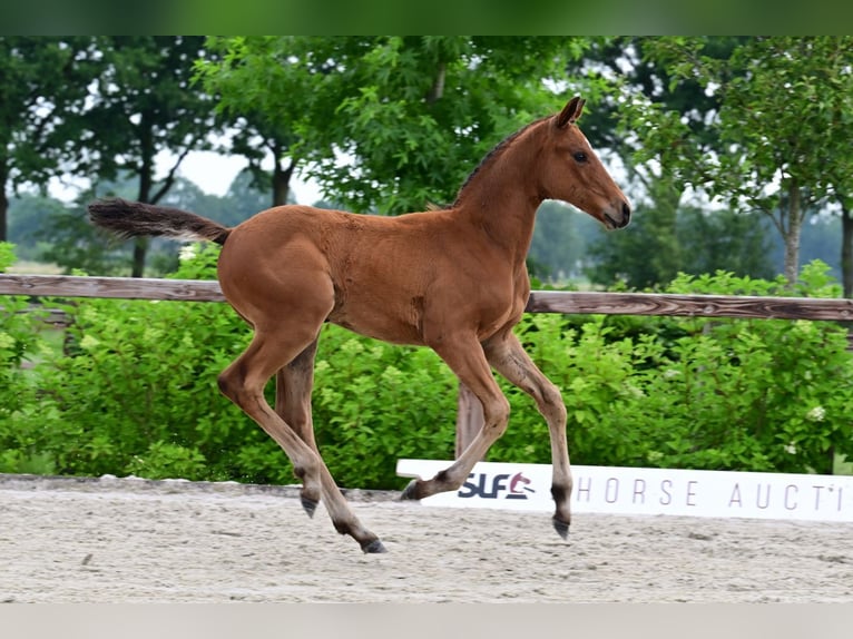 Other Breeds Stallion  Brown in Bladel