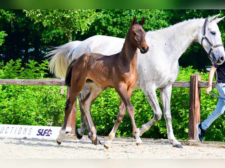 Other Breeds Stallion  Brown in Bladel