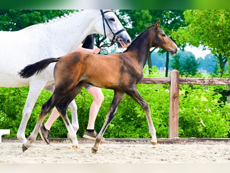 Other Breeds Stallion  Brown in Bladel