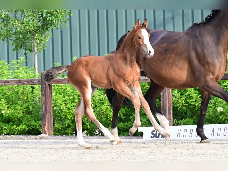 Other Breeds Stallion  Brown in Bladel