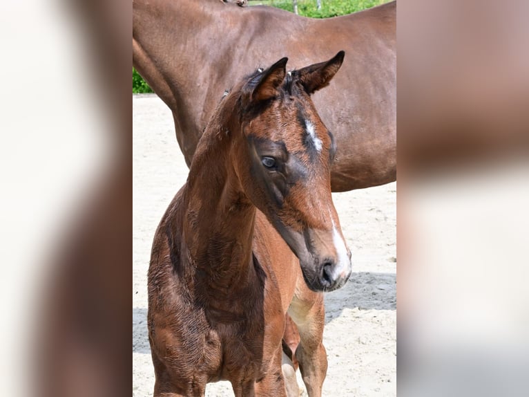 Other Breeds Stallion  Brown in Bladel