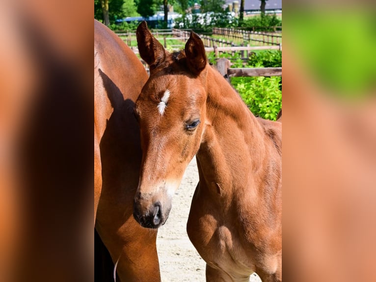 Other Breeds Stallion  Brown in Bladel