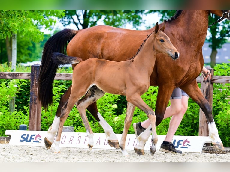 Other Breeds Stallion  Brown in Bladel