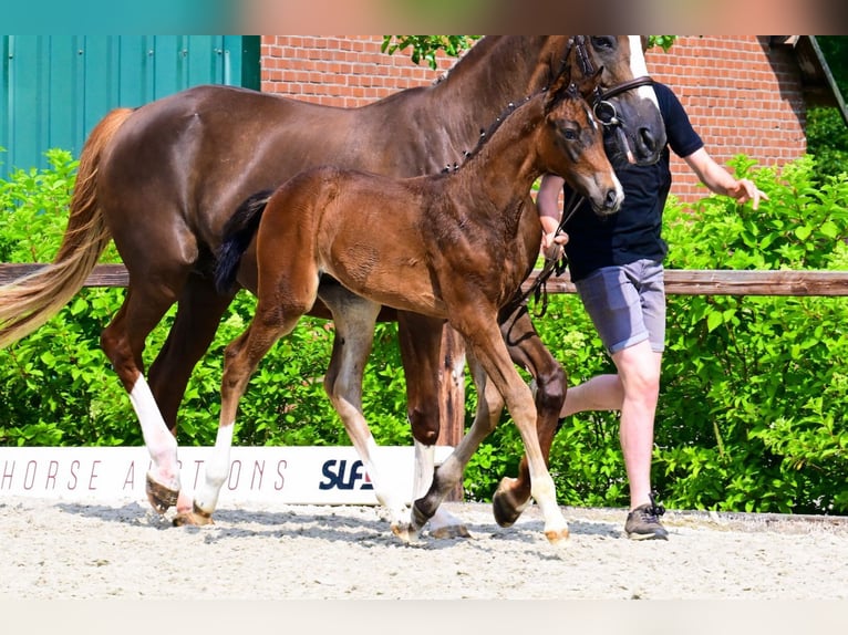 Other Breeds Stallion  Brown in Bladel