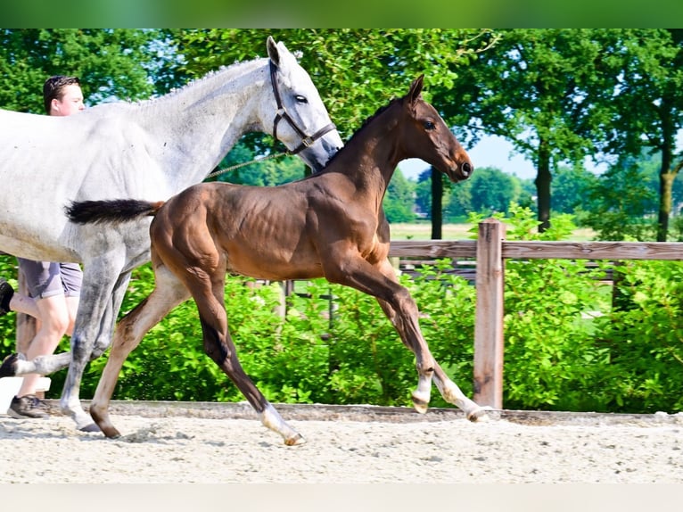 Other Breeds Stallion  Brown in Bladel