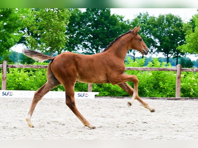 Other Breeds Stallion  Brown in Bladel