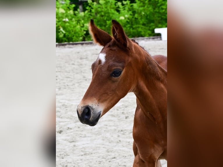 Other Breeds Stallion  Brown in Bladel