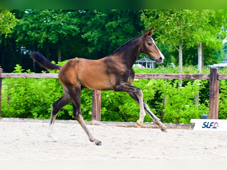 Other Breeds Stallion  Brown in Bladel