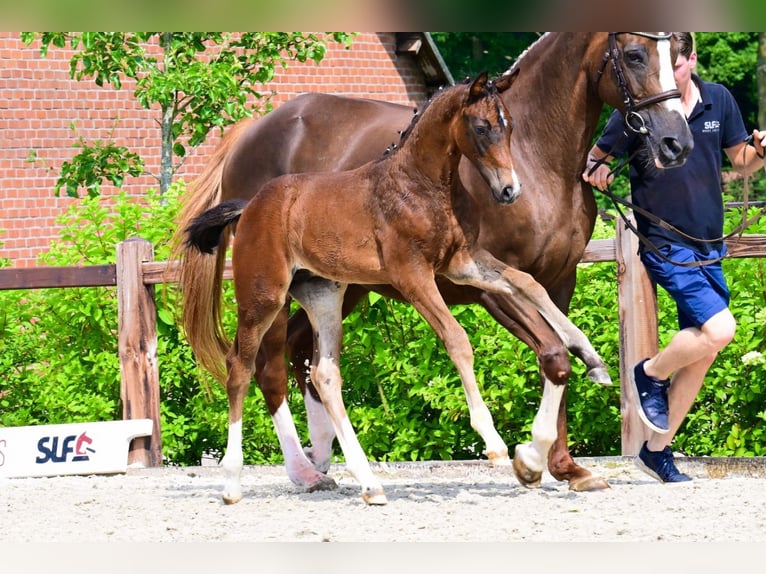 Other Breeds Stallion  Brown in Bladel