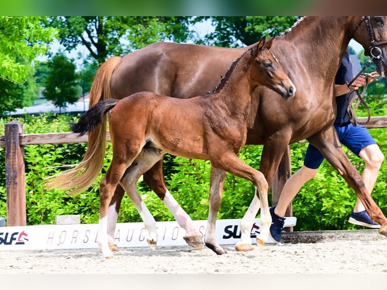 Other Breeds Stallion  Brown in Bladel
